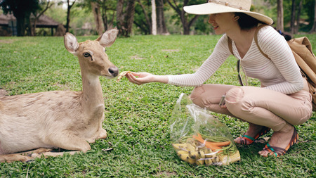 Young happy woman feeding little deer in zoo during travel in national parkの写真素材