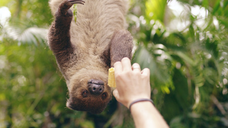 Human hand feeding sloth with corn in the zoo in national park in Thailandの写真素材