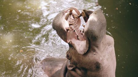 Hippopotamus eating in pond and people feeding him in zoo in national parkの写真素材