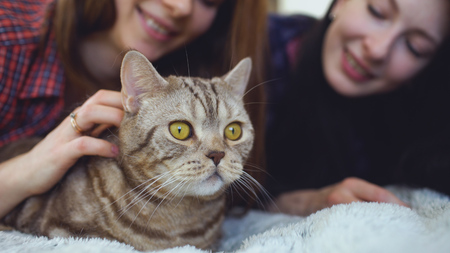 Closeup of two happy women friends lying in bed hug fat angry cat and have fun on bedの写真素材