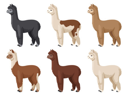 Alpaca set vector illustration. Colored alpacas standing on a white backgroundのイラスト素材