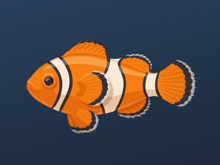 Clown fish on blue background vector illustration isolated on white background. Bright tropical aquarium fish. Orange sea fish with white and black stripes.のイラスト素材