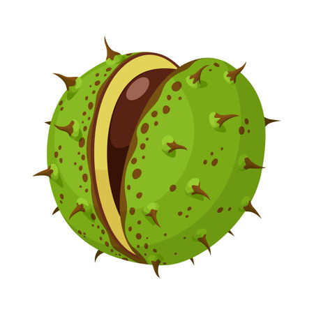 Ripe open chestnut with a green spiky skin isolated on white background.のイラスト素材