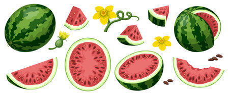 Vector set of watermelons isolated on white background. Whole watermelon, half watermelon front and side, watermelon wedges and pieces.のイラスト素材