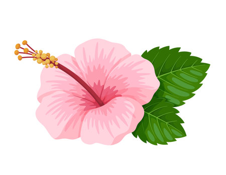 Beautiful hibiscus flower vector. Pink tropical flower with leaves isolated on white background.のイラスト素材
