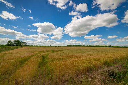 Field of wheatの写真素材