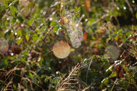 Spider in the sunの写真素材