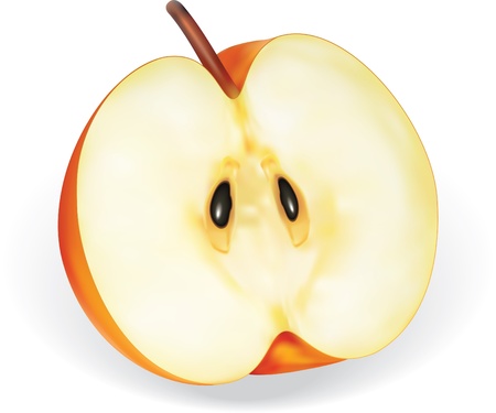 detailed illustration for half apple のイラスト素材