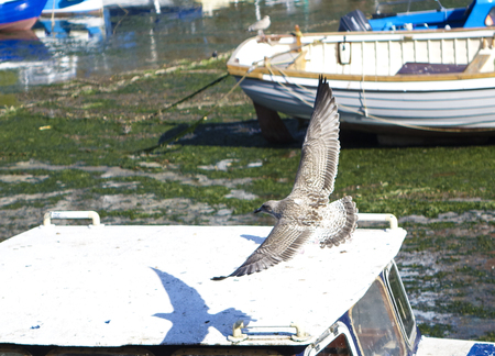 Flying young seagull with outstretched wings harbor harbour Brixham Devon England UKの写真素材
