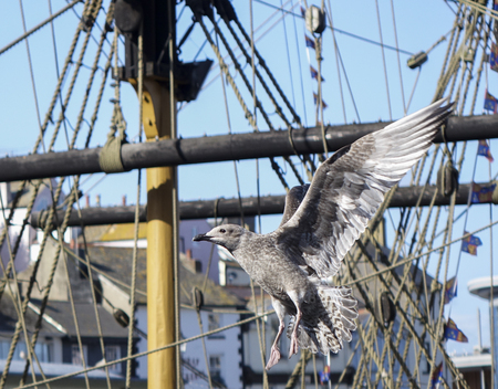 Young seagull flying past Golden Hind Brixham harbor harbour Devon England UKの写真素材