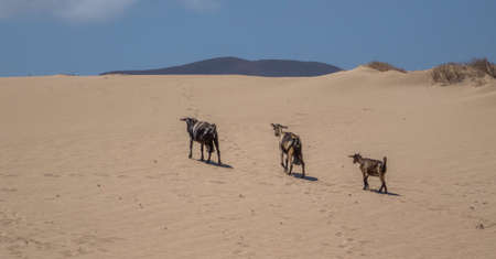 Goats climbing a sand bank in Corralejo,Fuerteventura,Canary islands,Spainの写真素材
