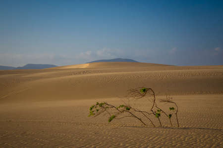 Sand patterns on the Nature reserve, Park Natural, Corralejo, Fuerteventura, Canary Islands, Spain.の写真素材