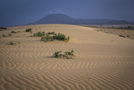 Natural-park of Corralejo and the beach,Fuerteventua the Canary- Islands, Spainの写真素材
