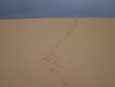 Natural-park of Corralejo under a grey sky with a sandstorm in Fuerteventua the Canary- Islands, Spainの写真素材