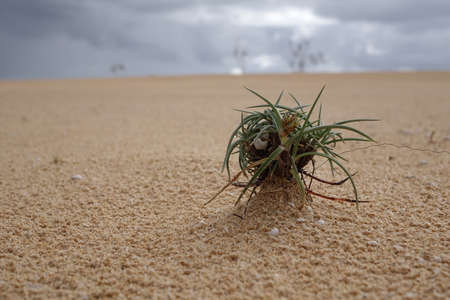 Natural-park Corralejo in Fuerteventua the Canary Islands, Spainの写真素材