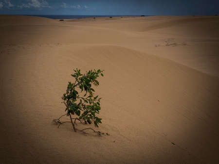 Natural-park Corralejo in Fuerteventua the Canary Islands, Spainの写真素材