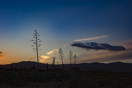 Agave silhouetteの写真素材