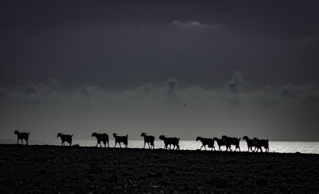 Las Casas de Taca; sea-scape with silluettes os sheep on the cliff edge in  Fuerteventura, Canary Islands, Spainの写真素材