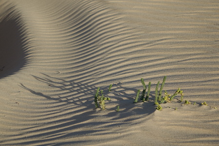 Dramatic beautiful interesting sky in evening light over the dunes in the Natural park of Corralejo, Fuerteventura, Las Palmas, Canary islands, Spain.の写真素材