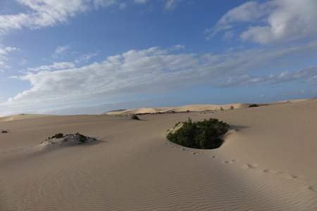 Low sun late afternoon,showing textures and patterns in the sand in the natural park, Corralejo, Fuerteventura, Canary Islands, Spain.の写真素材