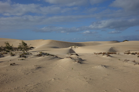 Low sun late afternoon,showing textures and patterns in the sand in the natural park, Corralejo, Fuerteventura, Canary Islands, Spain.の写真素材