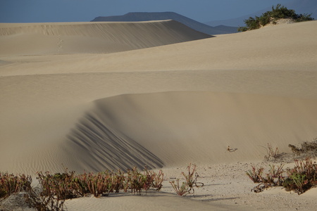 Low sun late afternoon,showing textures and patterns in the sand in the natural park, Corralejo, Fuerteventura, Canary Islands, Spain.の写真素材