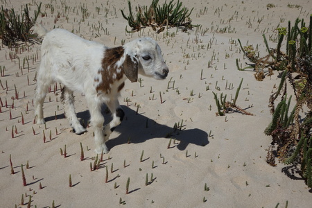 Baby Goats on a bright afternoon in April in the Natural park sands in Corralejo dunes,Fuerteventura,Las Palmas,Canary-Islands,Spainの写真素材