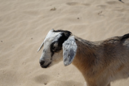 Baby Goats on a bright afternoon in April in the Natural park sands in Corralejo dunes,Fuerteventura,Las Palmas,Canary-Islands,Spainの写真素材