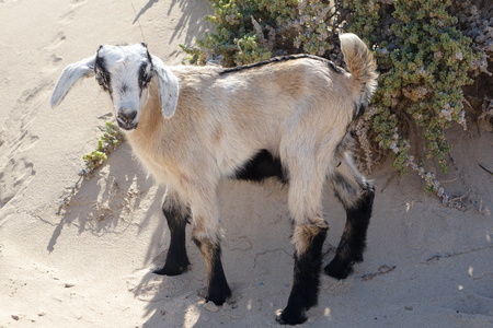 Baby Goats on a bright afternoon in April in the Natural park sands in Corralejo dunes,Fuerteventura,Las Palmas,Canary-Islands,Spainの写真素材