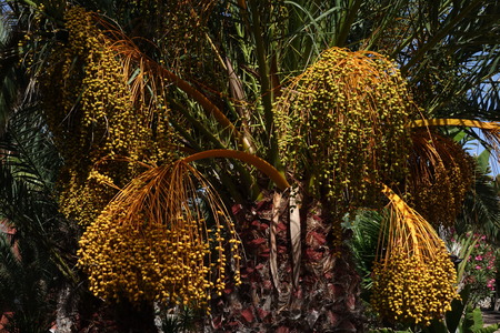Date palm with a mass of yellow fruit in low light taken in Oasis Tamarindo Corralejo Fuerteventura in the Canary Islandsの写真素材