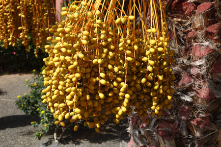 Date palm with a mass of yellow fruit in low light taken in Oasis Tamarindo Corralejo Fuerteventura...