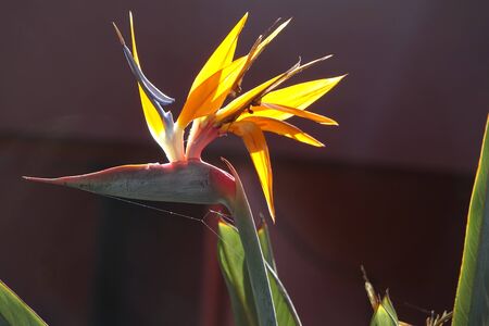 Bird of paradise plant in full bloom, the scientific name is Strelitzia and this was taken in Corralejo in Fuerteventura the Canary islands,Spainの写真素材