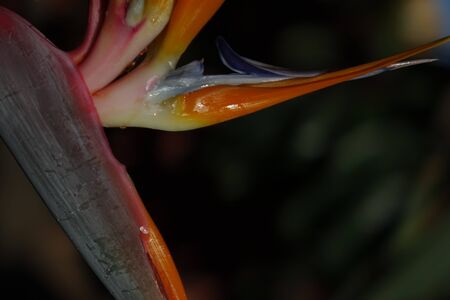 Bird of paradise plant in full bloom, the scientific name is Strelitzia and this was taken in Corralejo in Fuerteventura the Canary islands,Spainの写真素材