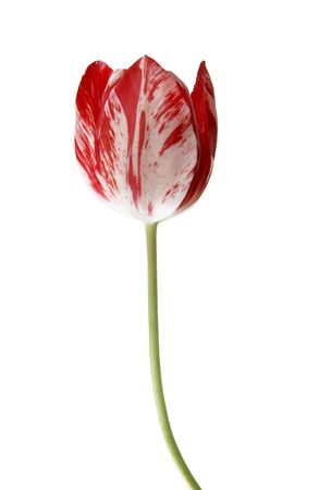 striped tulipの写真素材