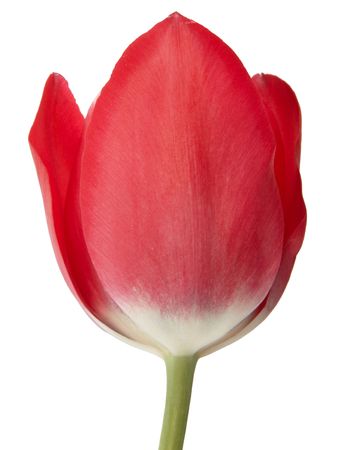 tulip isolatedの写真素材