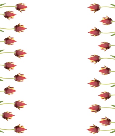 Line of  tulips for borders, frames etc の写真素材