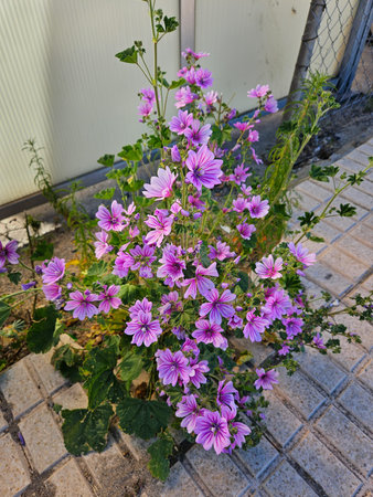Photograph of a Malva sylvestris (common mallow) plant, with many purple flowers. Image taken in...