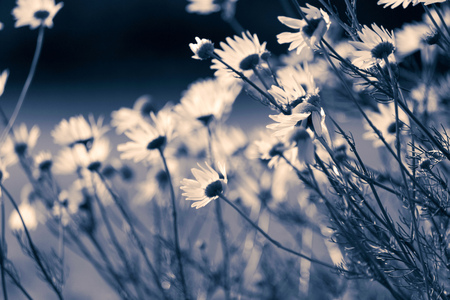 Chamomile with a blue tintの写真素材