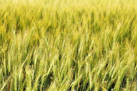 wheat field backgroundの写真素材