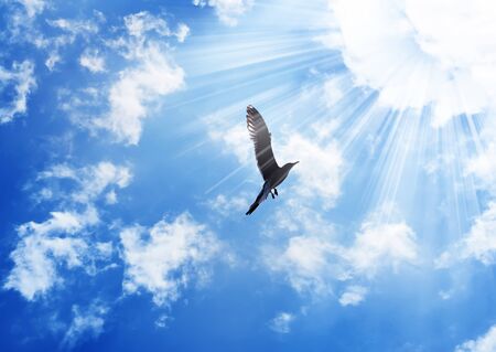 bird flying to the sunの写真素材