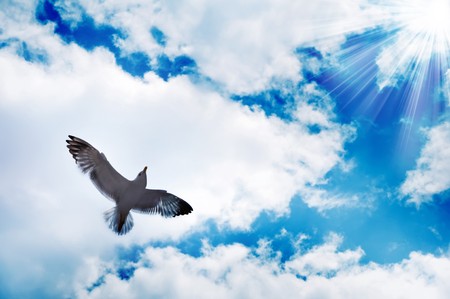 bird flying at skyの写真素材