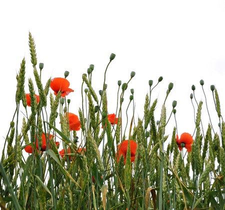 Poppies isolated on white backgroundの写真素材