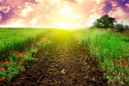 green field and road at sunsetの写真素材