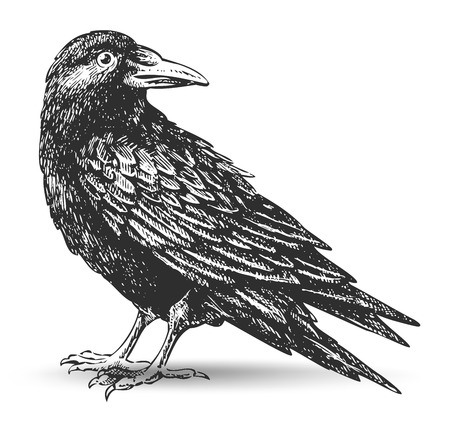 raven drawingのイラスト素材