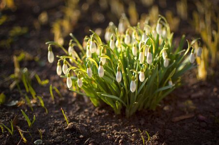first snowdrops spring flowers in the forestの写真素材