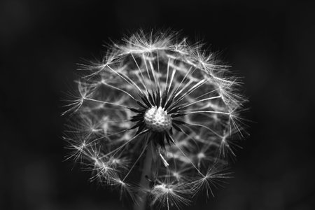 A dandelion seed headの写真素材