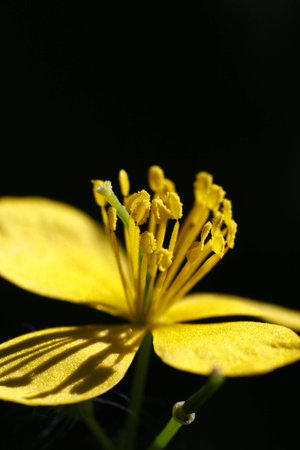 yellow flowerの写真素材