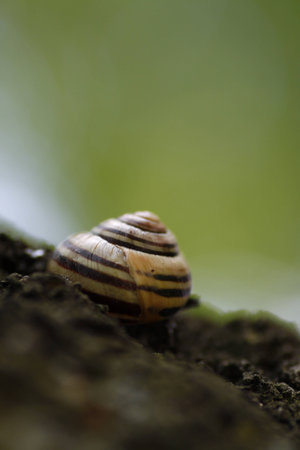 Snail