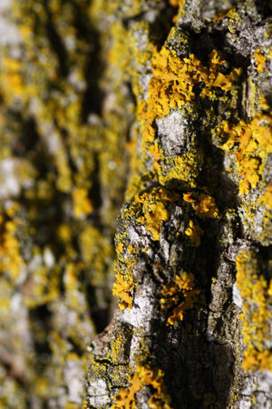 Tree Barkの写真素材