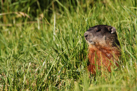 Groundhogの写真素材